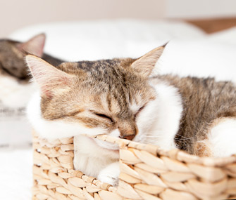 猫为什么爱舔羊毛？