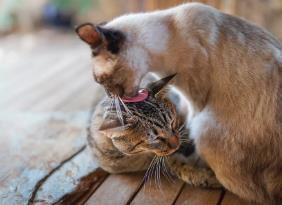 为什么猫会咬掉其他猫的胡须
