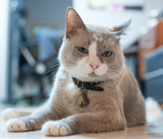 猫会喜欢音乐吗