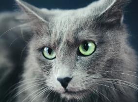 怎样识别 内华达猫