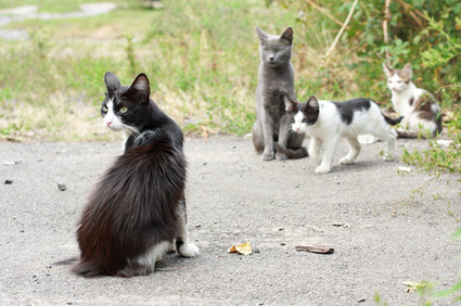 猫会从其他猫那里学习行为吗？