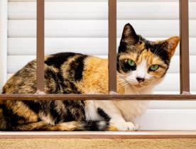 雌性印花布猫的平均体重
