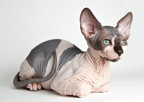 斯芬克斯猫品种介绍
