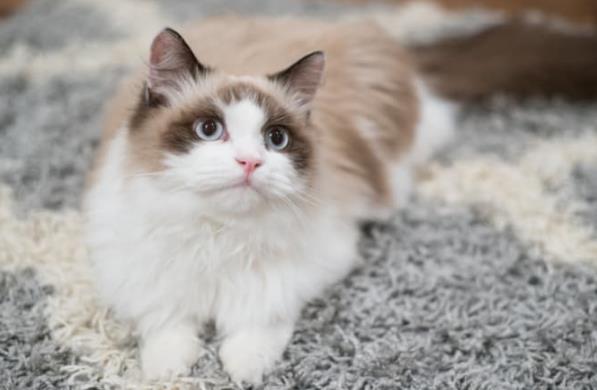 关于布偶猫的 12 个知识