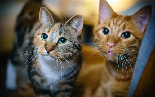 怎么判断猫咪是什么品种
