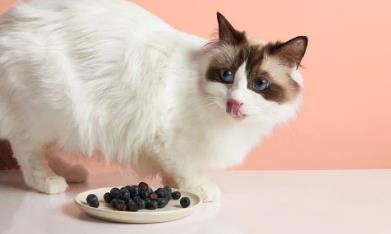 什么品种的猫掉毛多