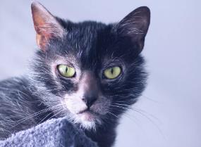 狼猫品种特点是什么