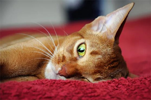 阿比西尼亚猫是什么品种