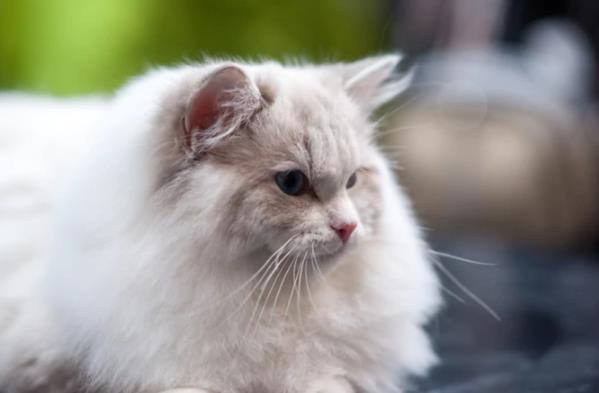 西伯利亚猫是什么品种?