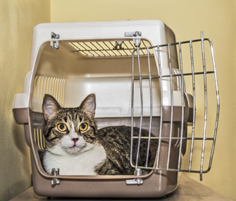 如何用板条箱训练你的猫