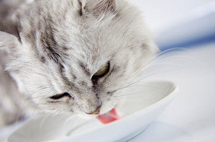 猫猫脱水怎么办