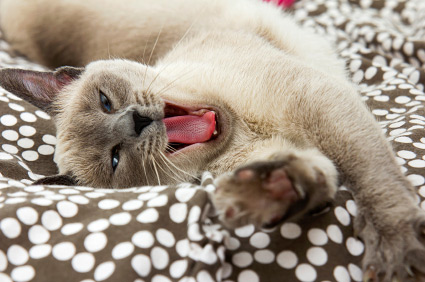 怎么让猫在发情期平静下来
