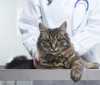 如何照顾临死的猫