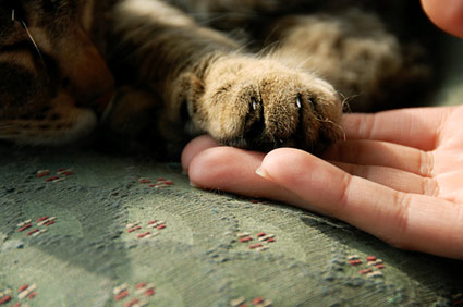猫咪脚趾骨折怎么治疗
