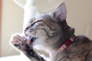 鱼肝油对猫咪有什么好处