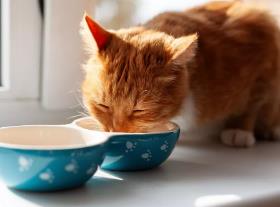 如何给猫咪增重