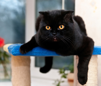猫尿路感染怎么治疗