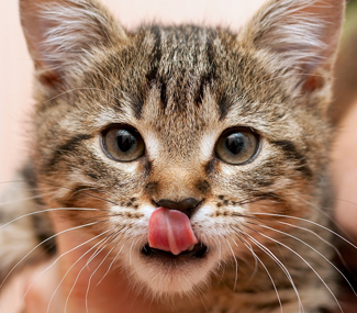 猫口臭正常吗怎么办