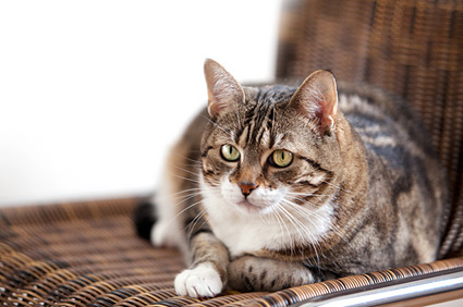 猫癣的症状和治疗方法