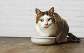 猫食欲不振吃什么开胃