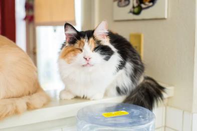 猫咪尿路感染怎么家庭治疗