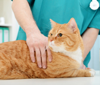 猫的血压怎么测