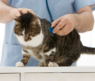 猫的坏死性筋膜炎