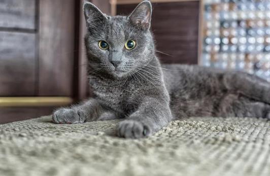 如何清除地毯上的猫尿