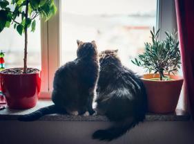 如何安抚发情的猫