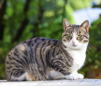 如何阻止猫发情