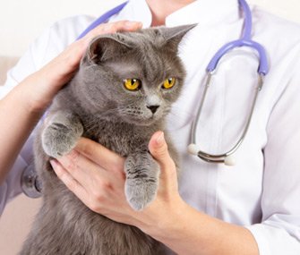 猫咪可以使用人的眼药水么