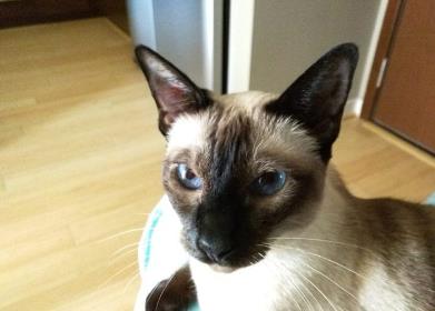 猫呼吸道充血怎么治疗
