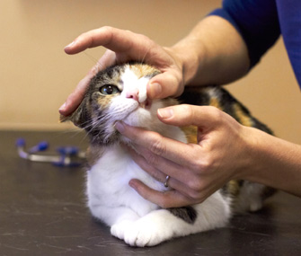 猫咪为什么会吐黄色的东西