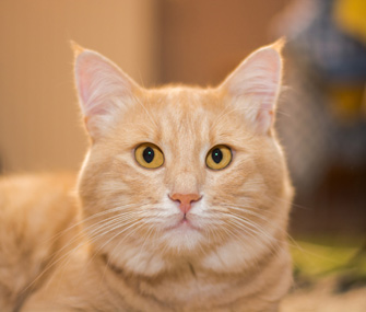 猫尿有泡沫怎么回事