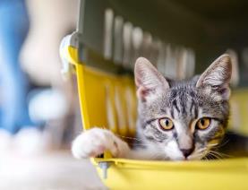 猫的最后阶段肾衰竭：症状、治疗和支持治疗