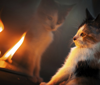 猫濒临死亡前的症状