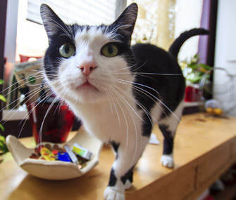 猫腿扭伤的症状