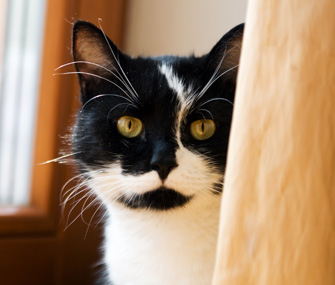怎么判断猫是不是瘦