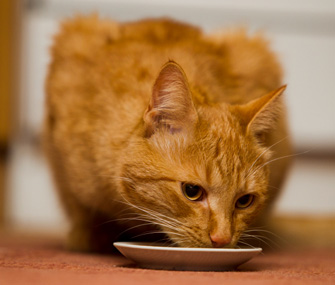 猫可以吃去骨鸡胸肉吗