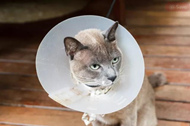 如何喂养头上戴着圆锥项圈的猫