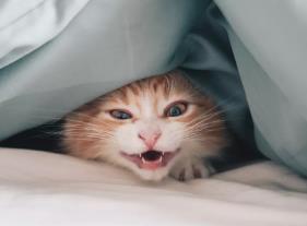 给出牙的猫咀嚼什么好