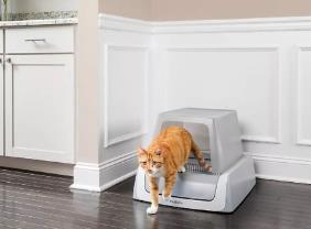 跳蚤可以生活在猫砂中吗