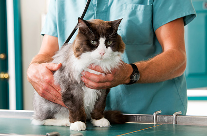 猫应该多久去看一次兽医
