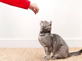 猫能闻到人类的癌症吗