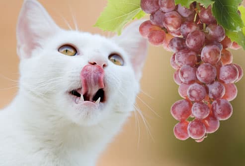 猫可以吃葡萄吗