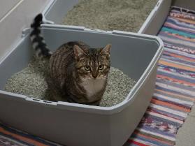 为什么你的猫在猫砂盆外面撒尿或拉屎