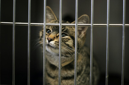 猫会得精神病吗