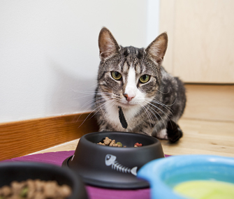 养猫有必要买自动喂食器吗