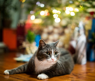 猫能看到手机屏幕吗