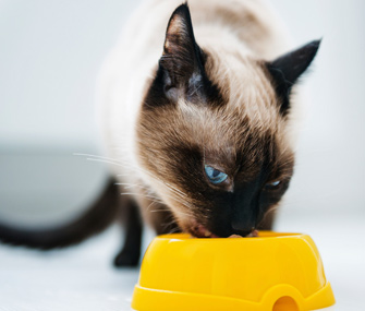 猫是杂食性动物还是肉食性动物